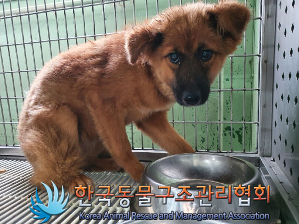 한국동물구조관리협회_441559202300498